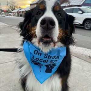 Custom animal bandannas